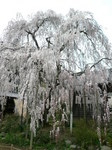 090406-1.JPG
